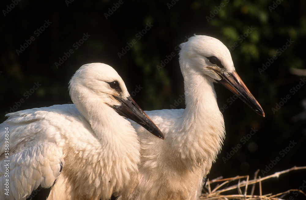Cigogne blanche, Nid, jeune, .Ciconia ciconia, White Stork Cigogne blanche, Nid, jeune, .Ciconia ciconia, White Stork