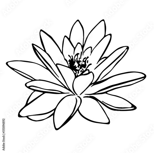 Black and white flower  line art flower