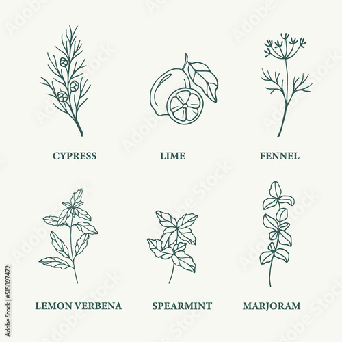Sketch essential oil plants. Cypress, lime, fennel, lemon verbena, spearmint, marjoram