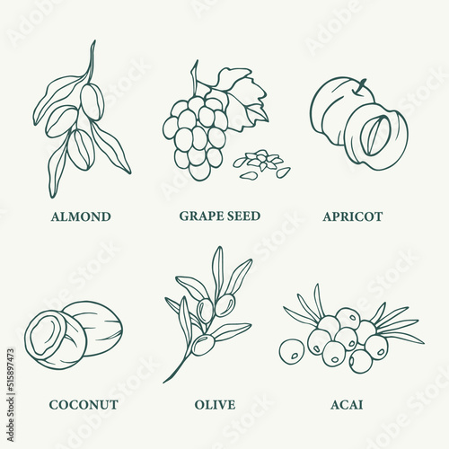 Hand drawn cosmetic oil plants. Almond, grape seed, apricot, coconut, olive, acai