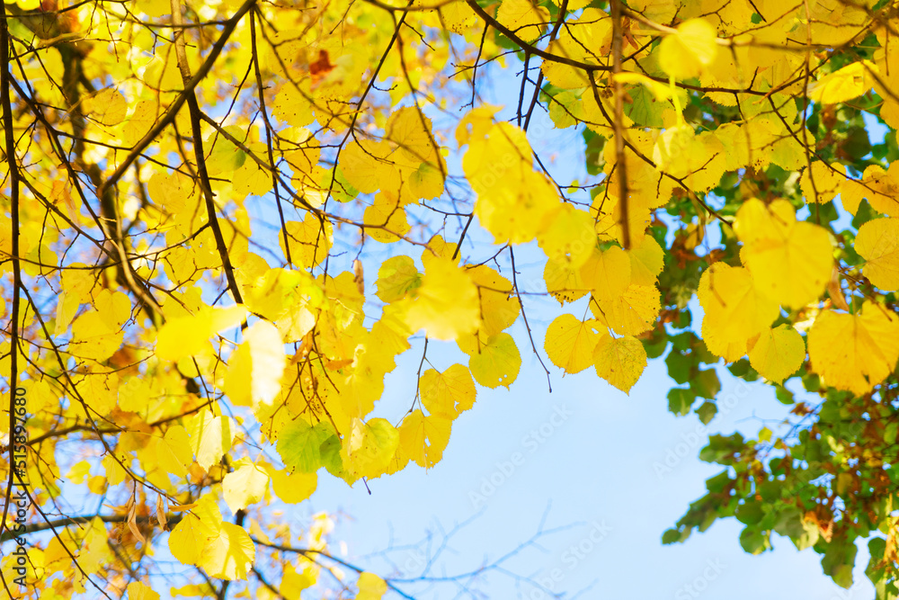 Vibrant fall foliage Vibrant fall foliage