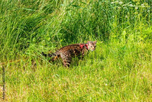 A young Bengal cat on a red leash walks on a green lawn on a sunny day in Jurmala, Latvia. The cat is one year old, brown and gold rosette coat color. © Jūlija