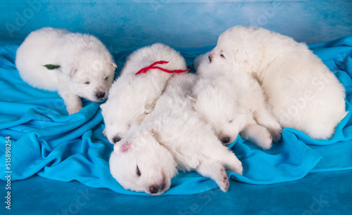 Five small one month old cute white Samoyed puppies dogs