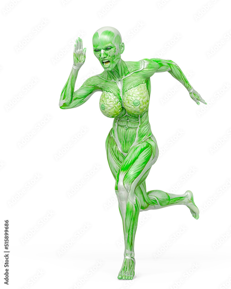 female bodybuilding in muscle maps is running fast in white background female bodybuilding in muscle maps is running fast in white background