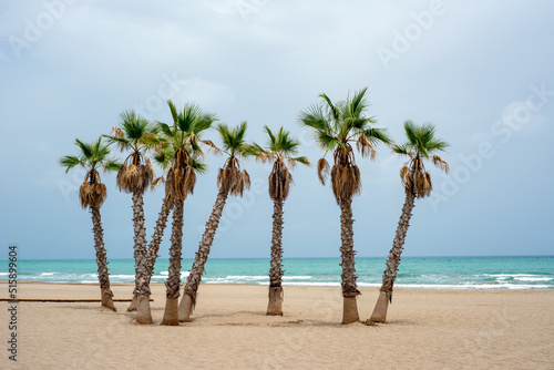 Beautiful view of the sandy beach with palm trees against the background of the sea