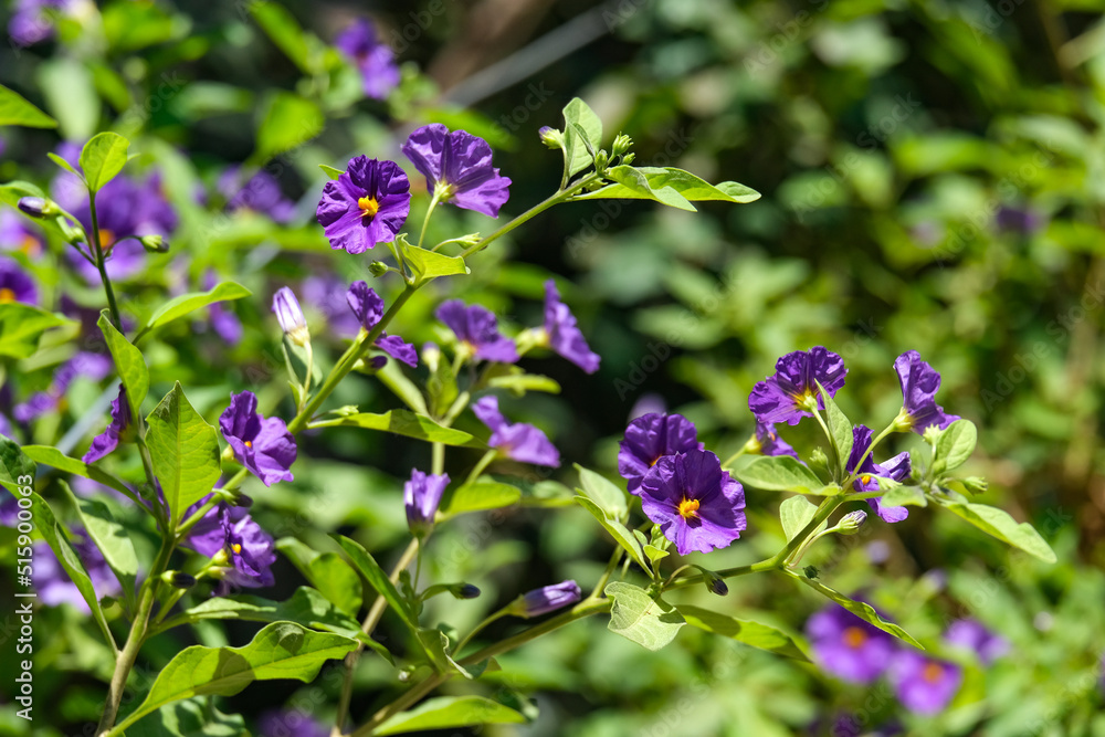 Gentian nightshade or potato tree (Solanum rantonnetii) Gentian nightshade or potato tree (Solanum rantonnetii)