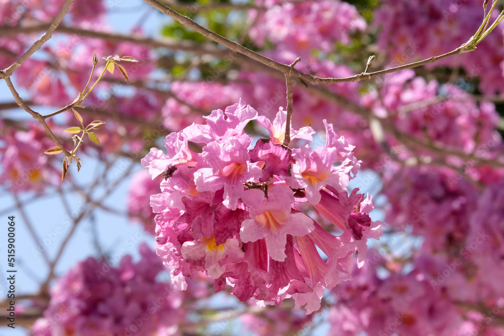 Flowering tree of Handroanthus impetiginosus (lat.Tabebuia impetiginosa) Flowering tree of Handroanthus impetiginosus (lat.Tabebuia impetiginosa)
