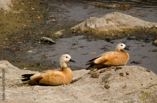 Pair of ruddy shelducks Tadorna ferruginea resting. Tecina. San Sebastian de La Gomera. La Gomera. Canary Islands. Spain. photo