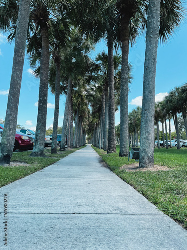 path walkway outdoor shopping with palm trees and cars parked  photo