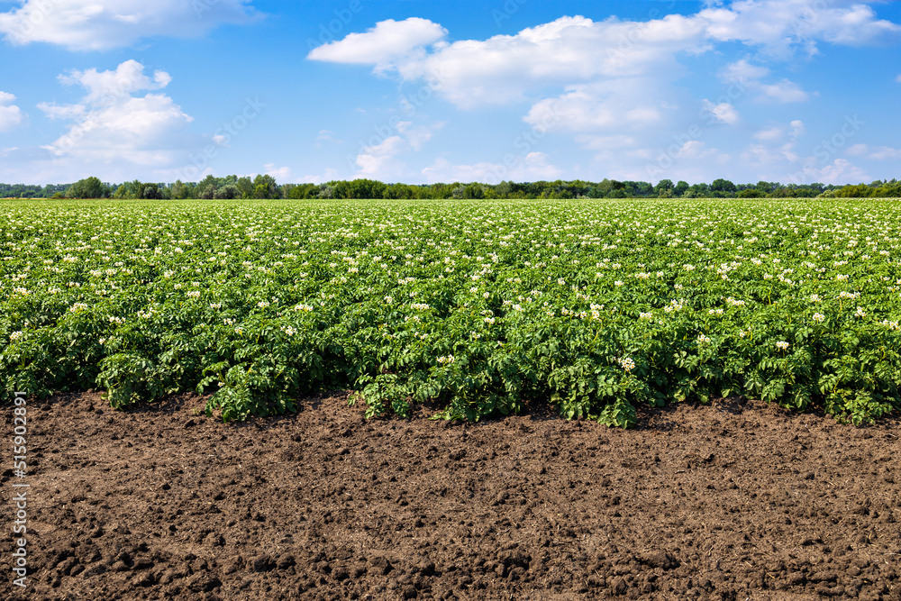 green field of blooming potato and blue sky