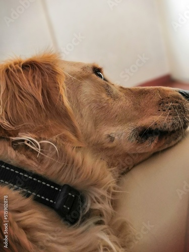 Golden retriever sur canapé ton sur ton