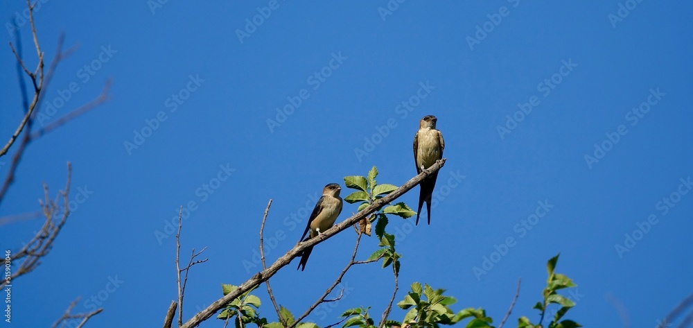 Barn Swallow (Hirundo rustica) perched on a tree branch with blue sky in the background Barn Swallow (Hirundo rustica) perched on a tree branch with blue sky in the background