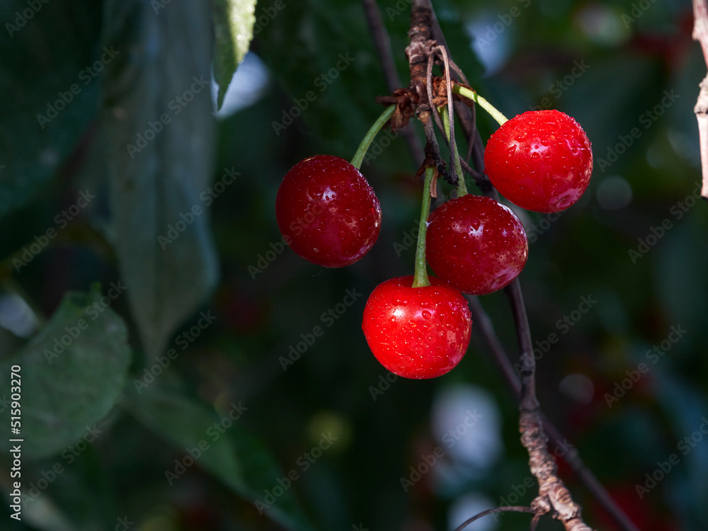 Obraz premium Cherry tree ripe fruit close shot