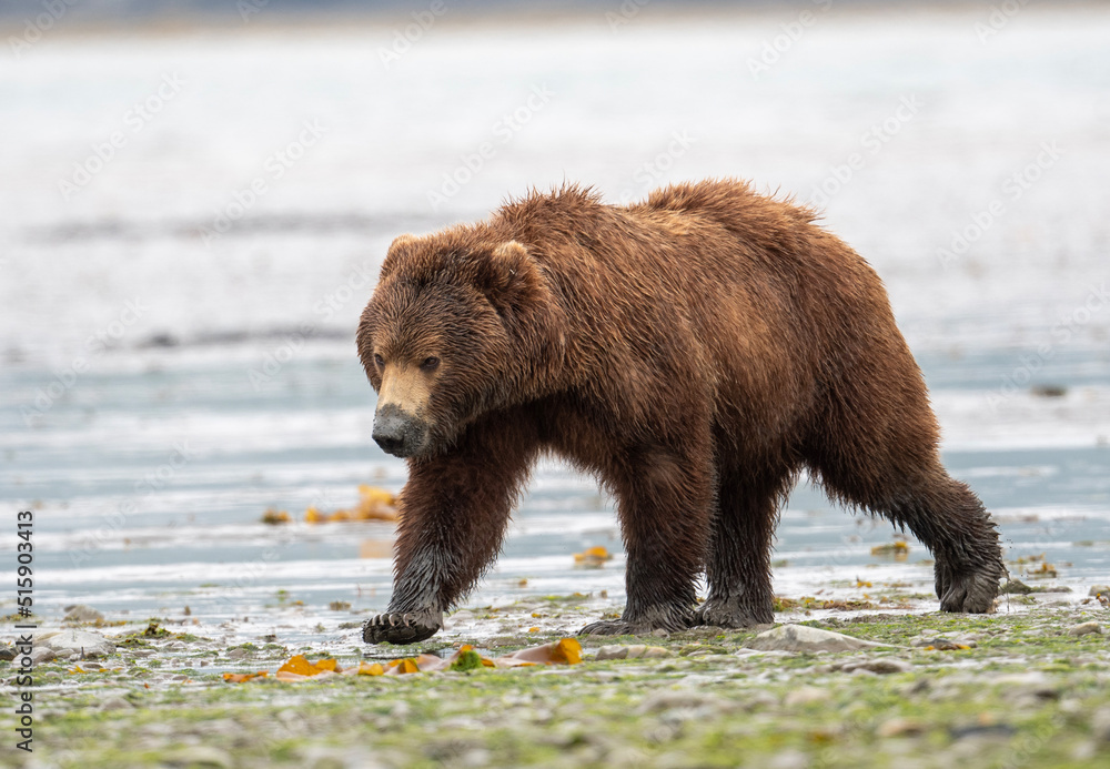 Alaskan brown bear sow at McNeil River. Alaskan brown bear sow at McNeil River.