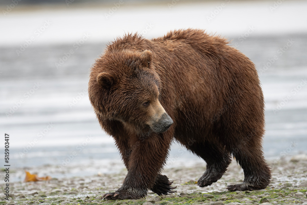 Alaskan brown bear sow at McNeil River. Alaskan brown bear sow at McNeil River.
