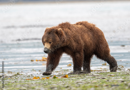 Alaskan brown bear sow at McNeil River.