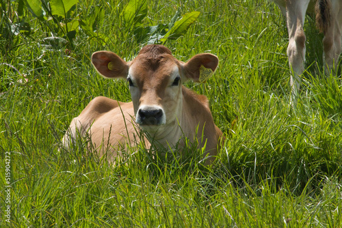 Young calf in a field