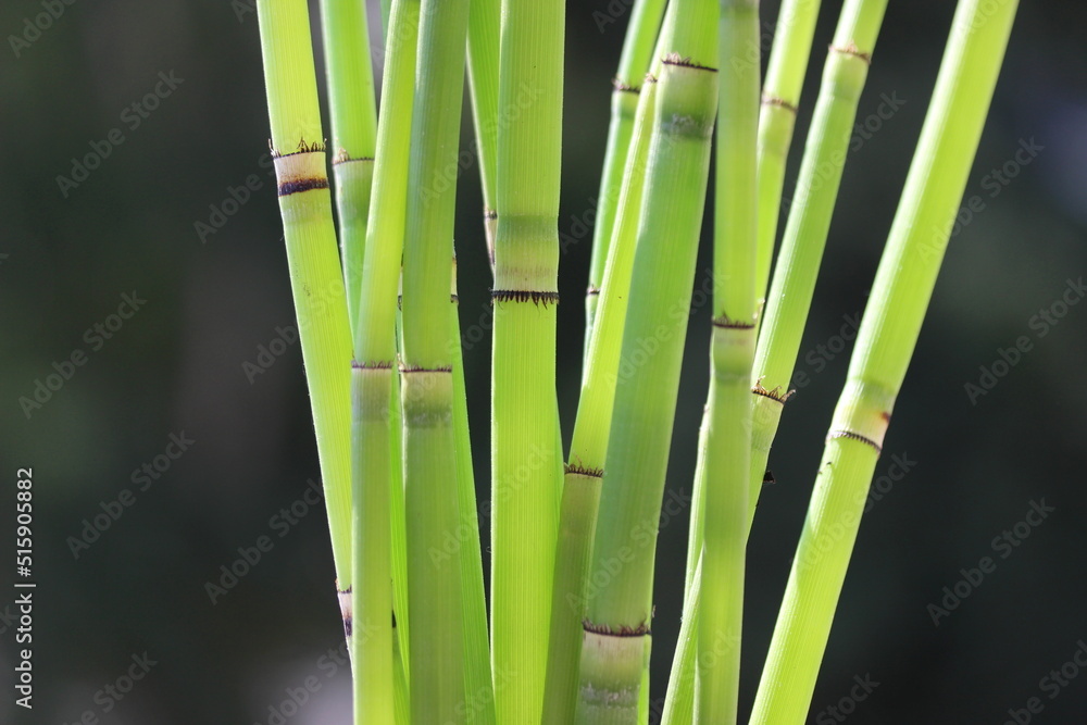 Obraz premium bamboo forest background