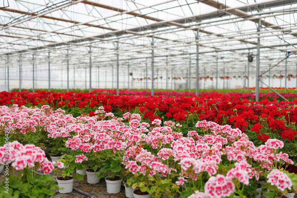 Greenhouse full of colorful geraniums Greenhouse full of colorful geraniums