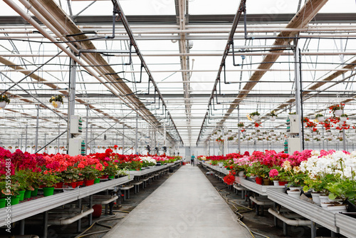 Greenhouse for growing flowers. Floriculture industry