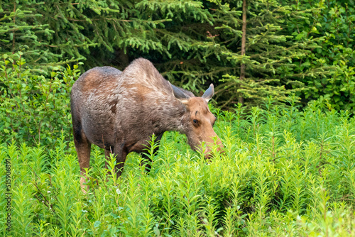 Female Moose Eating Alongside Sterling Highway