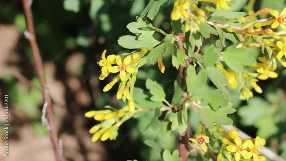 Yellow flowering indeterminate raceme inflorescences of Ribes Aureum, Grossulariaceae, native perennial monoclinous deciduous shrub in the Santa Monica Mountains, Transverse Ranges, Winter. Yellow flowering indeterminate raceme inflorescences of Ribes Aureum, Grossulariaceae, native perennial monoclinous deciduous shrub in the Santa Monica Mountains, Transverse Ranges, Winter.