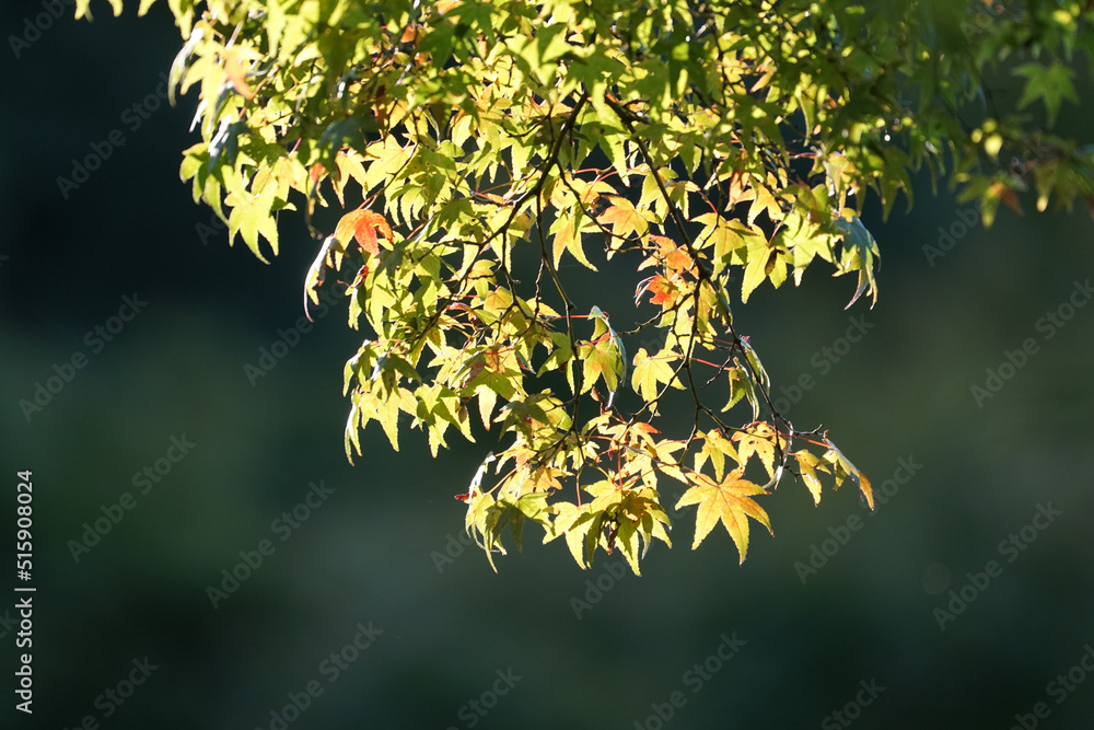 Obraz premium 日本楓の紅葉