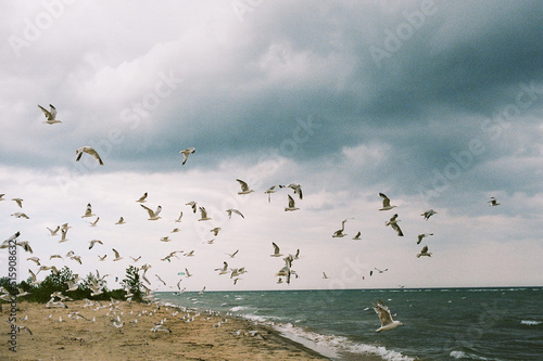 Flying birds on the Great Lakes