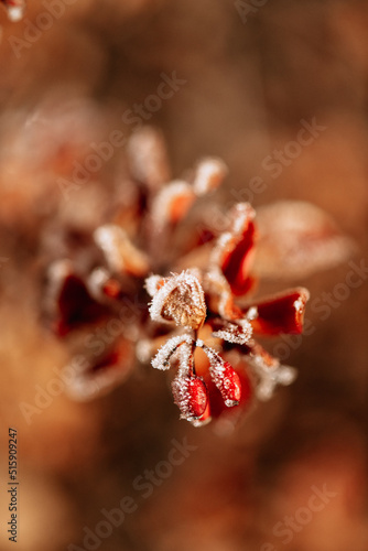 Frost covered red berries