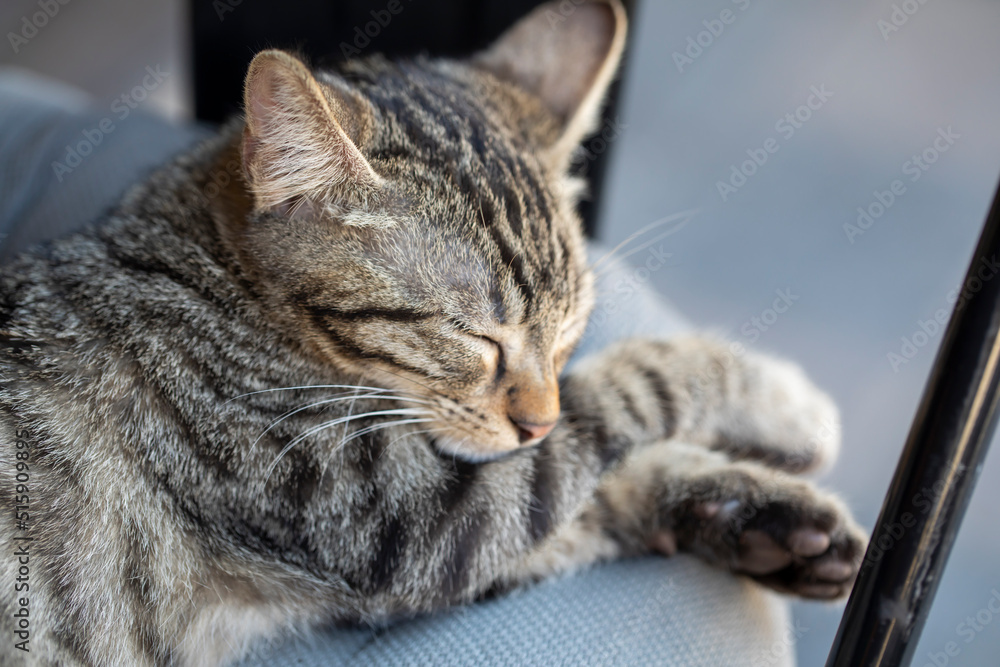 Cute little kitten sleeps on fur white blanket Cute little kitten sleeps on fur white blanket