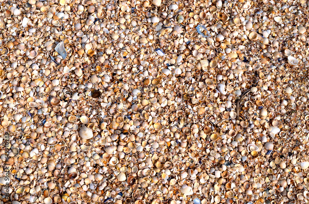 The texture of the summer sea beach - sand with small shells, top view. Summer natural background The texture of the summer sea beach - sand with small shells, top view. Summer natural background
