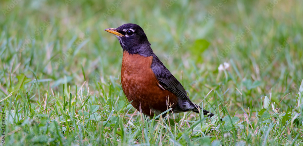 Robin Robin