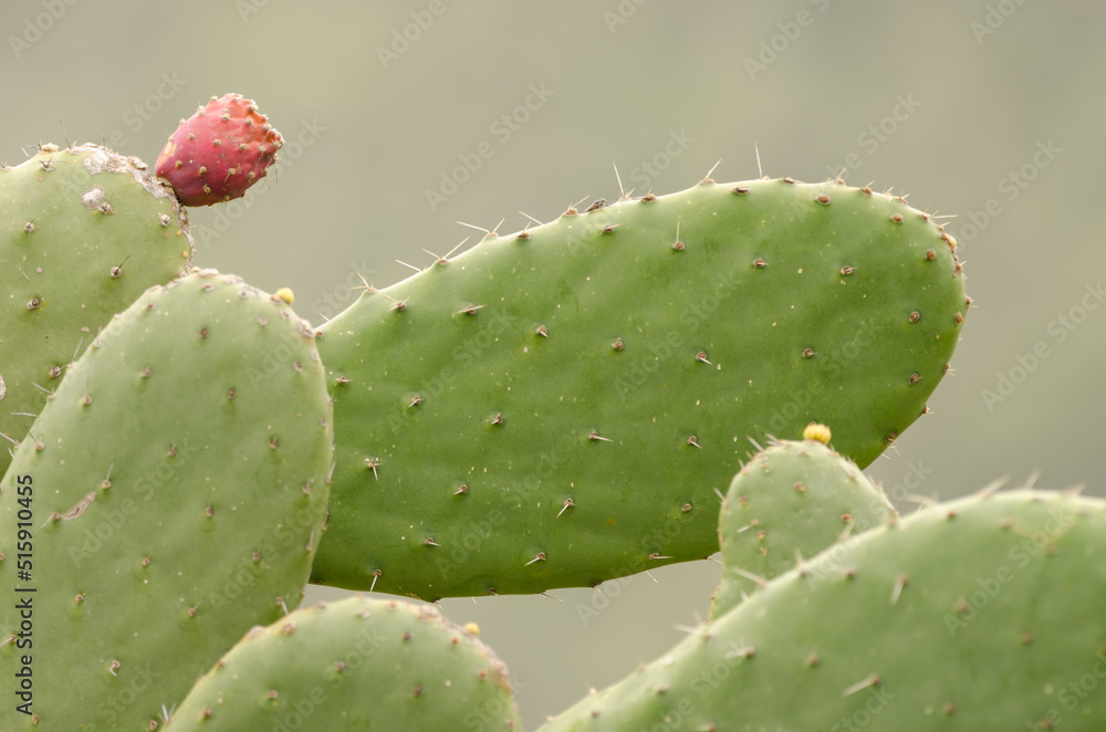 Fruit and pads of woollyjoint pricklypear Opuntia tomentosa. Agulo. La Gomera. Canary Islands. Spain. Fruit and pads of woollyjoint pricklypear Opuntia tomentosa. Agulo. La Gomera. Canary Islands. Spain.