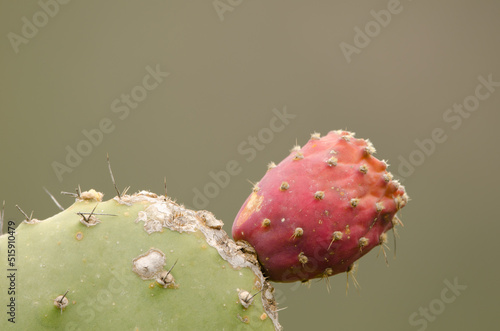 Fruit of woollyjoint pricklypear Opuntia tomentosa. Agulo. La Gomera. Canary Islands. Spain. photo