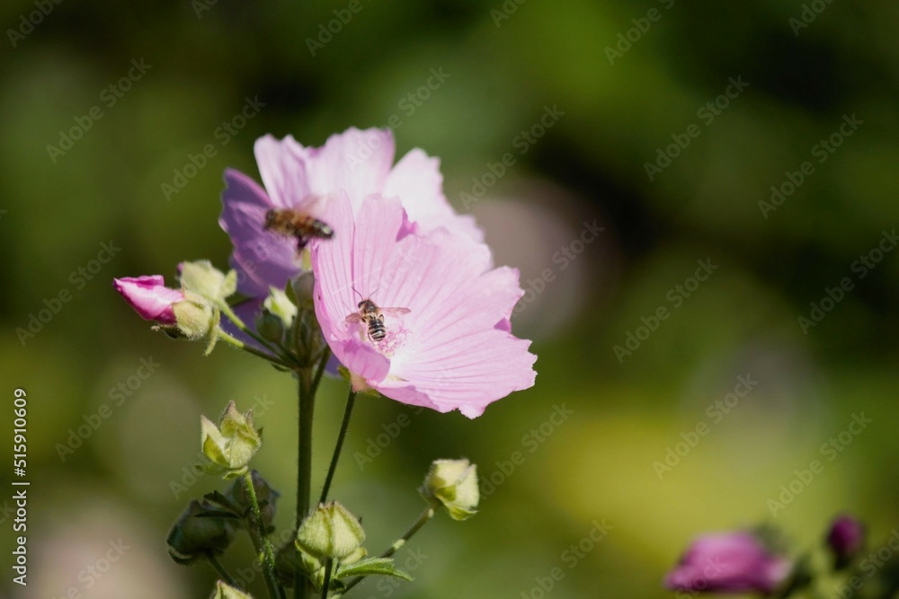 malva in bloom and bee's