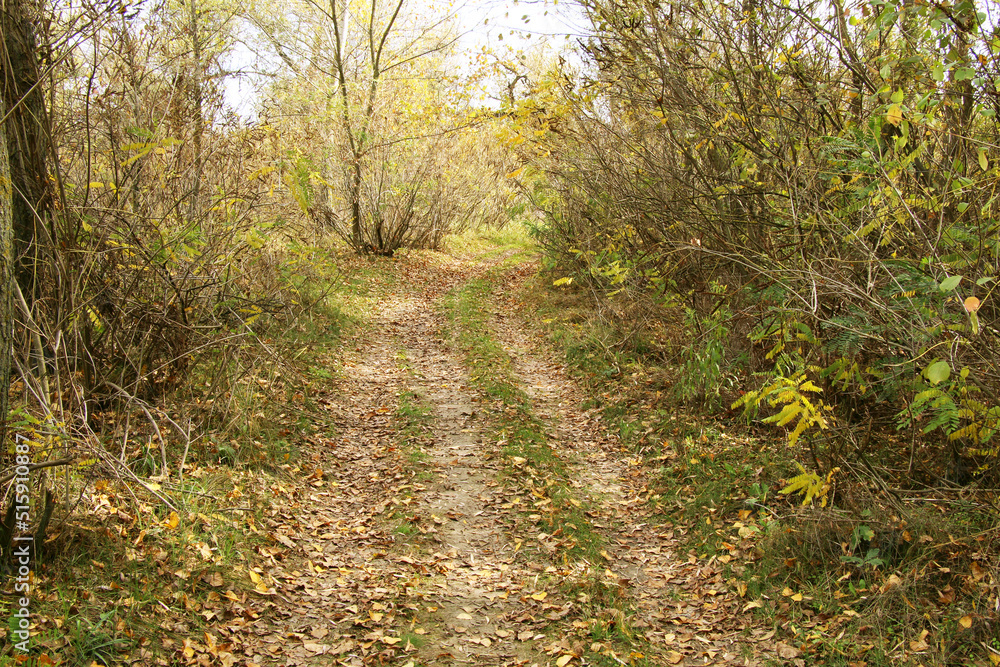 Dirt road in autumn forest