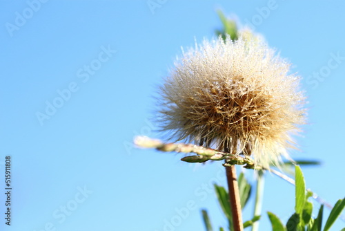 Beautiful dew drops on dandelion seeds macro at sunrise close up. soft background. Water drops on dandelion parachutes. Copy space.