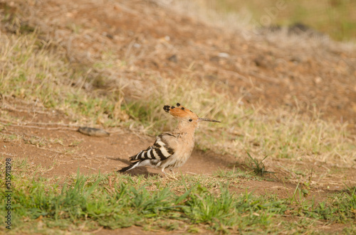 Eurasian hoopoe Upupa epops. Tecina. San Sebastian de La Gomera. La Gomera. Canary Islands. Spain. © Víctor