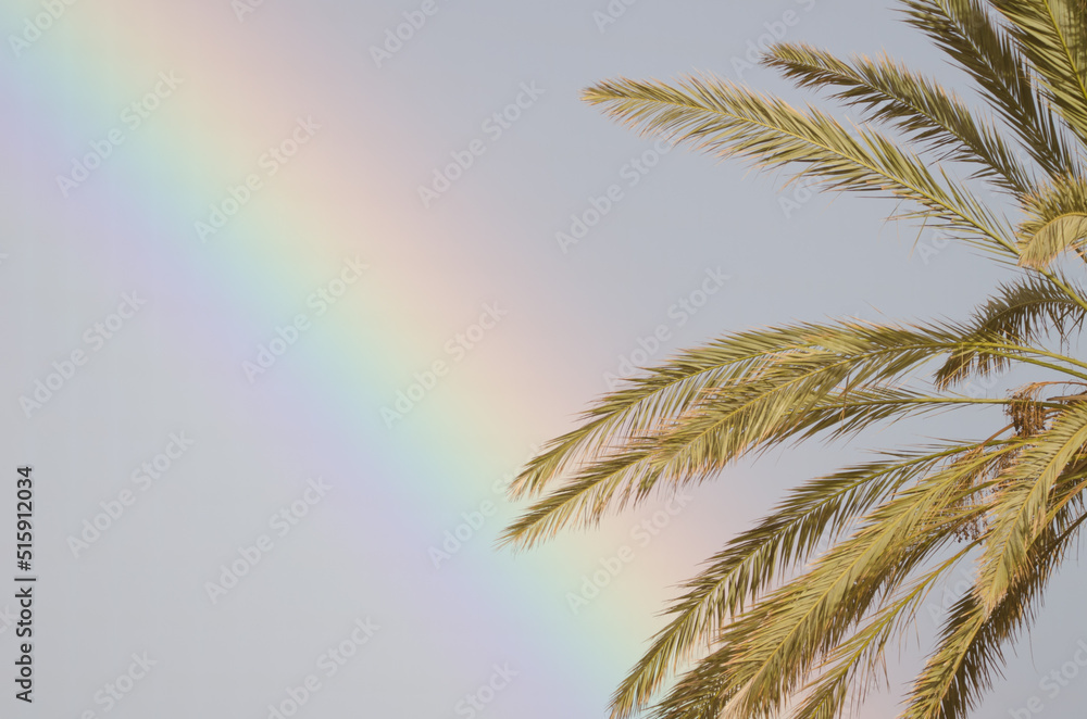 Rainbow and leaves of Canary Island date palm Phoenix canariensis. Tecina. San Sebastian de La Gomera. La Gomera. Canary Islands. Spain.