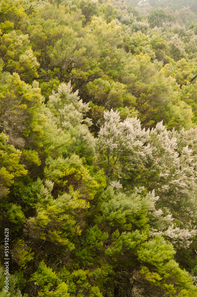 Evergreen forest in the Garajonay National Park. La Gomera. Canary Islands. Spain. Evergreen forest in the Garajonay National Park. La Gomera. Canary Islands. Spain.