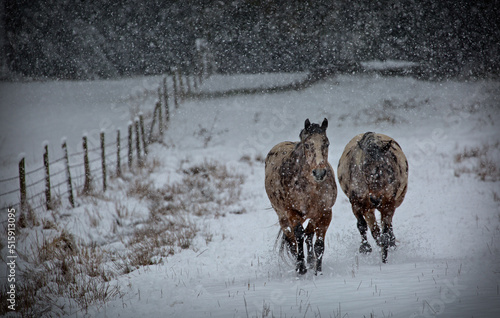 Two horses in snowy field