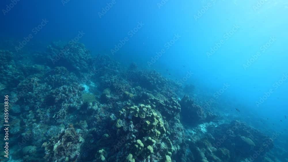 FPV style: Seascape with various fish, coral, and sponge in the coral reef of the Caribbean Sea, Curacao FPV style: Seascape with various fish, coral, and sponge in the coral reef of the Caribbean Sea, Curacao