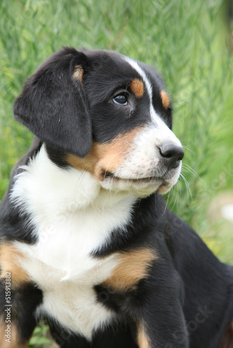 Puppy of Greater Swiss Mountain Dog