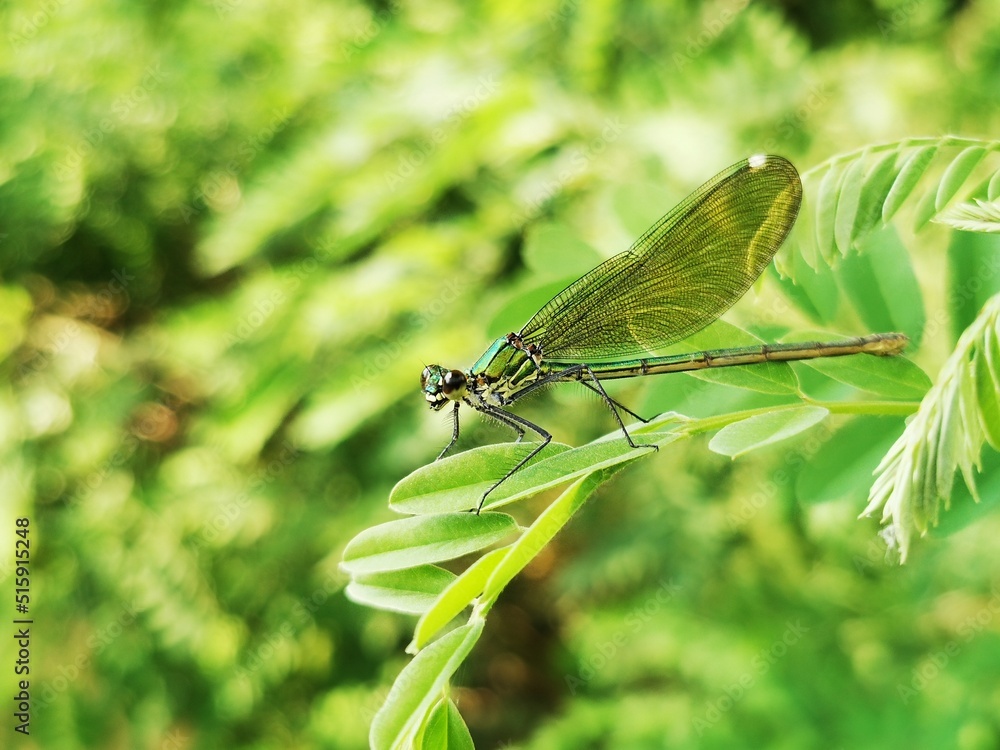 Dragonfly insect. Dragonfly sits on a branch close to river Dragonfly insect. Dragonfly sits on a branch close to river