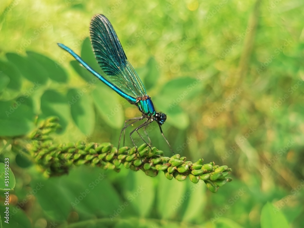 Dragonfly insect. Dragonfly sits on a branch close to river Dragonfly insect. Dragonfly sits on a branch close to river