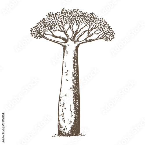Εκτύπωση καμβά Hand drawn sketch style baobab tree