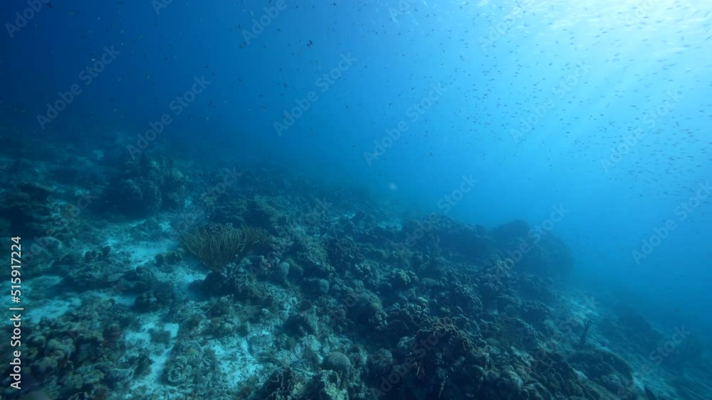 FPV style: Seascape with various fish, coral, and sponge in the coral reef of the Caribbean Sea, Curacao FPV style: Seascape with various fish, coral, and sponge in the coral reef of the Caribbean Sea, Curacao