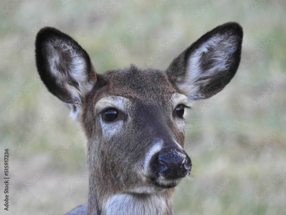Fototapeta premium Young white tailed deer in Cades Cove, Great Smoky Mountains