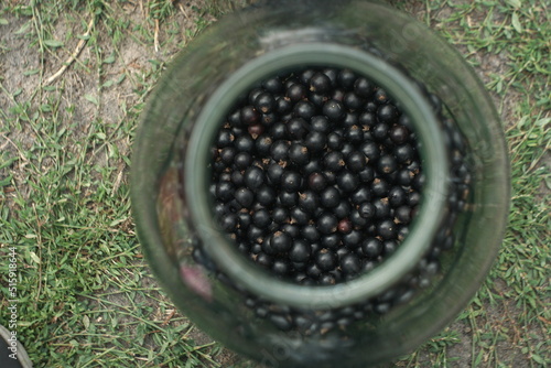 black currants in a glass jar for canning 