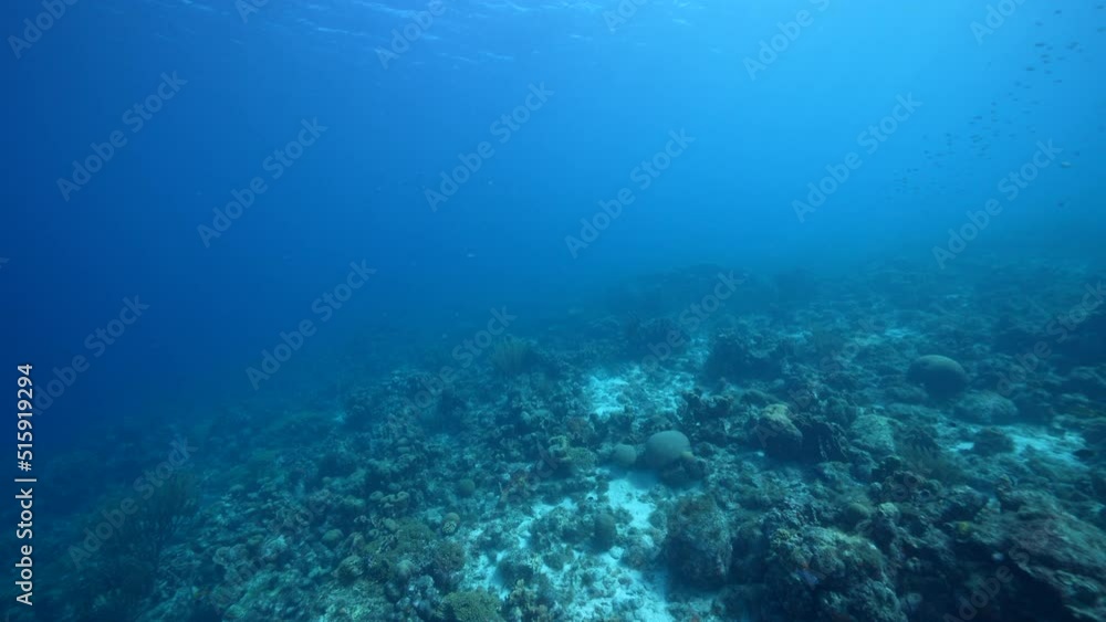 FPV style: Seascape with various fish, coral, and sponge in the coral reef of the Caribbean Sea, Curacao FPV style: Seascape with various fish, coral, and sponge in the coral reef of the Caribbean Sea, Curacao